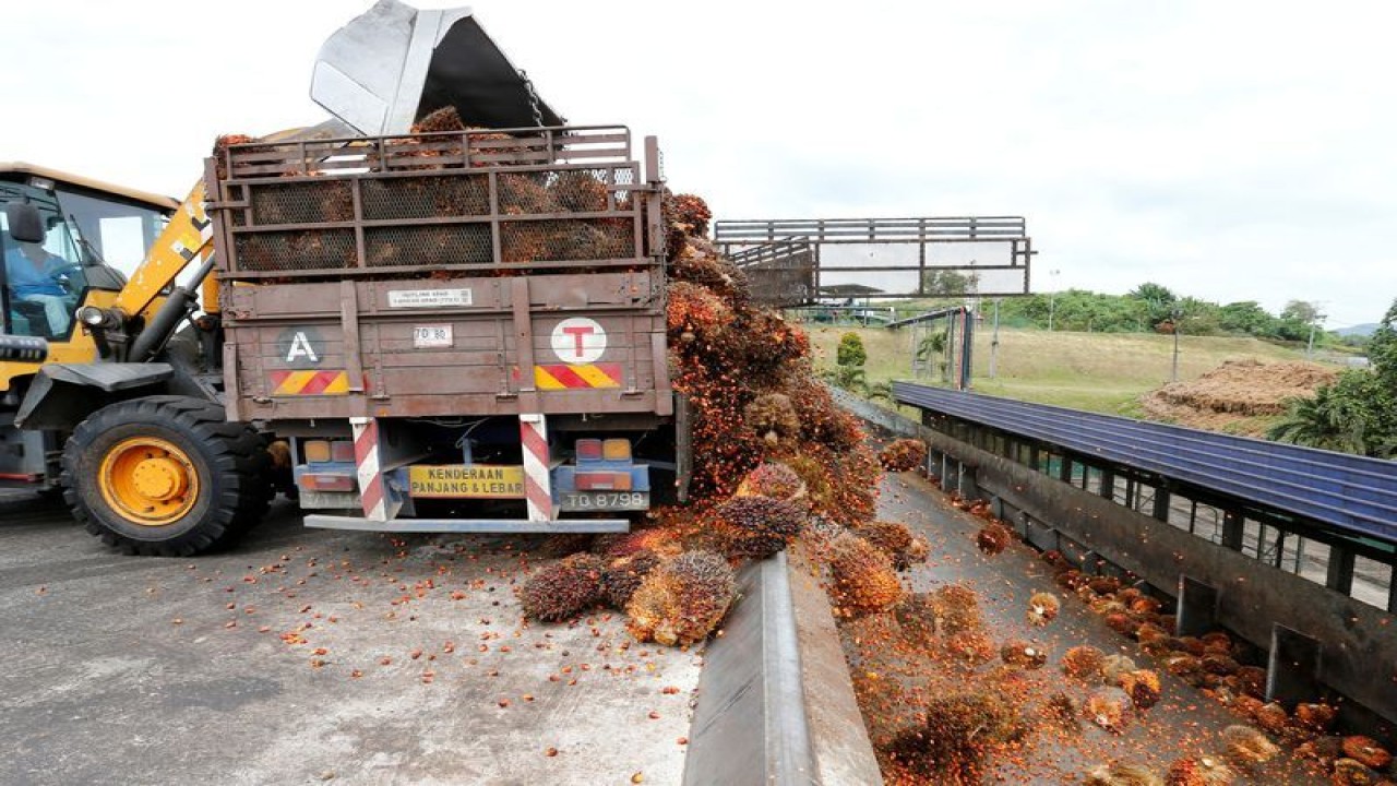 Foto Dokumen: Seorang pekerja membongkar tandan buah kelapa sawit dari truk di dalam pabrik kelapa sawit di Bahau, Negeri Sembilan, Malaysia 30 Januari 2019. ANTARA/REUTERS/Lai Seng Sin