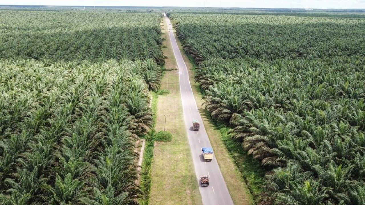Foto udara. Kendaraan melintas di areal perkebunan sawit milik salah satu perusahaan di Pangkalan Banteng, Kotawaringin Barat, Kalimantan Tengah, Senin (7-11-2022). Sawit dan industri pengolahan produk turunannya memiliki kontribusi signifikan dalam perekonomian Indonesia. ANTARA FOTO/Makna Zaezar/hp.