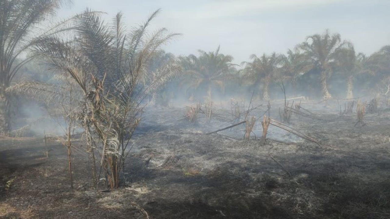 Kebakaran lahan gambut di Kabupaten Mukomuko, Jumat (25/2/2022) ANTARA/Ferri.