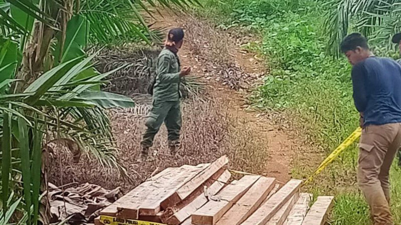 Petugas KPH Mukomuko temukan kayu ilegal dalam hutan produksi terbatas di daerah ini, Rabu (16/11/2022) ANTARA/HO-Istimewa.