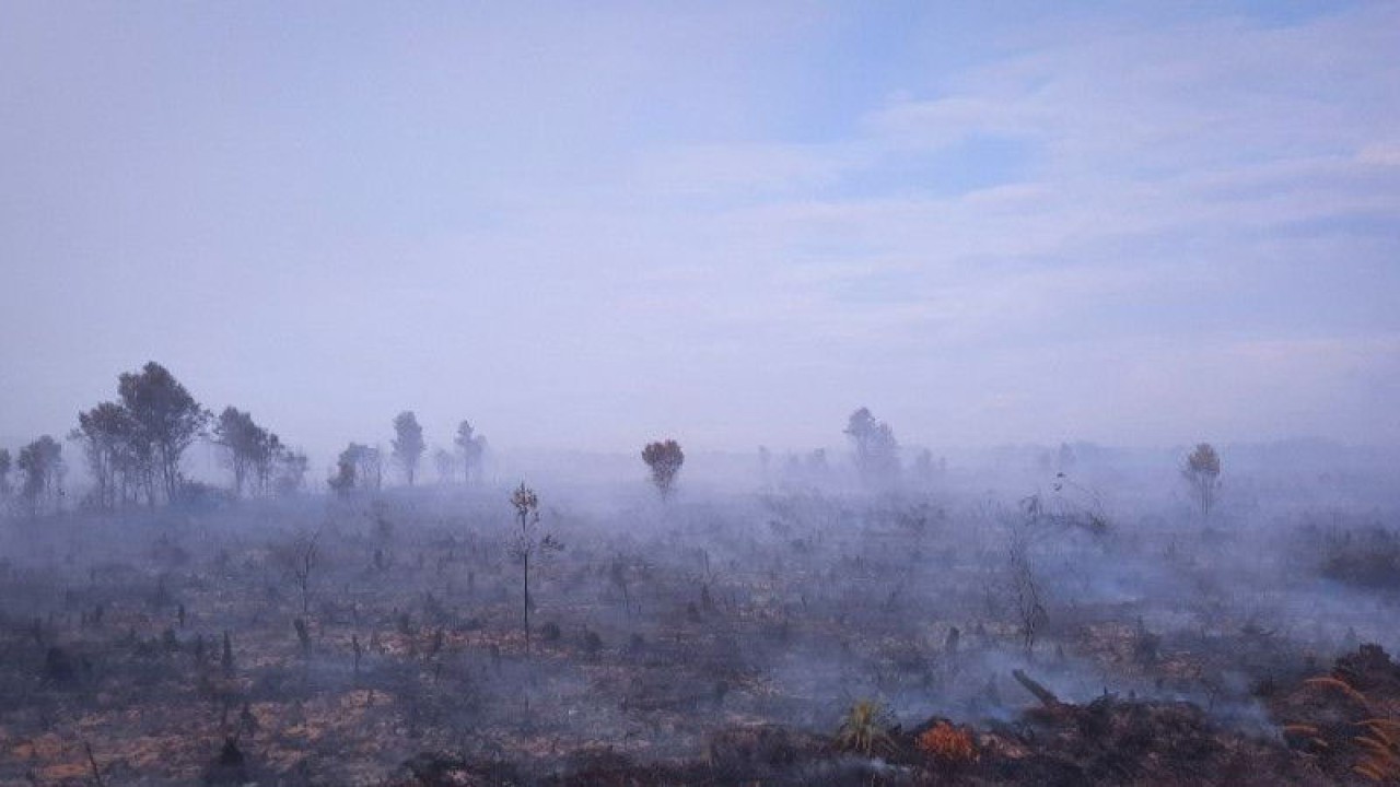 Kebakaran lahan di sepanjang jalan Batubi - Kelarik (Semala) Natuna, Kepri, Selasa (16/1/2023). (ANTARA/Cherman)
