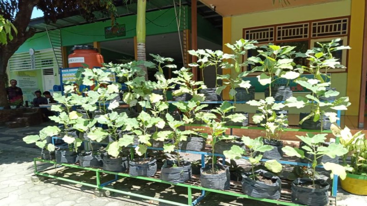 Ilustrasi: salah satu program pemanfaatan pekarangan di SDN 9 Kota Mataram, Provinsi Nusa Tenggara Barat, yang disinergikan dengan program Kecamatan Sepalarang melalui pengolahan sampah organik dan pemanfaatannya. (Foto: ANTARA/Nirkomala)