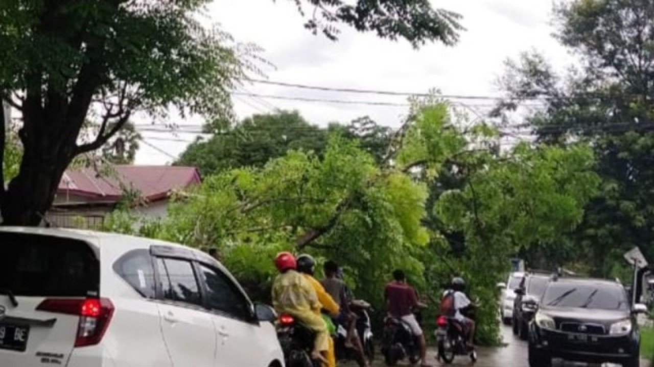 Ilustrasi - Sebuah pohon tumbang mencam keselamatan pengguna jalan di Kota Kupang, NTT. (ANTARA/Aloysius Lewokeda)