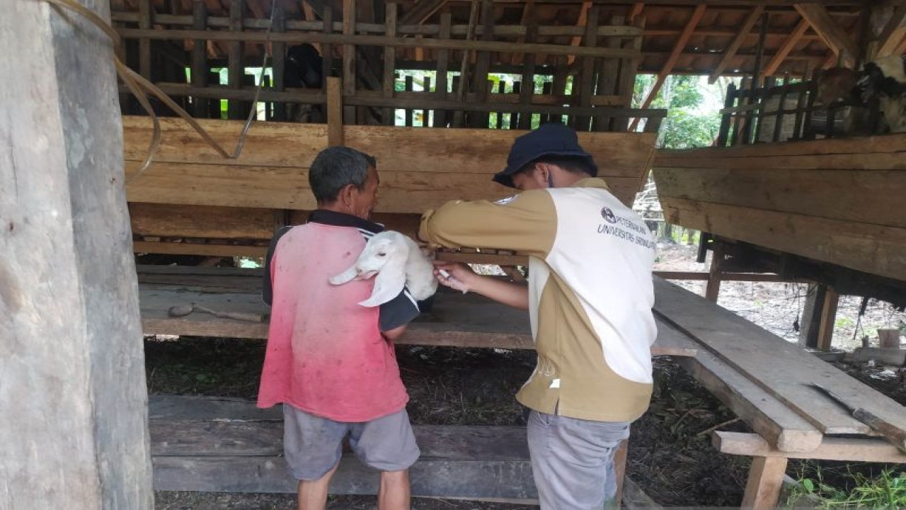 Tim Satgas dari Diskannak Kabupaten OKU memberikan suntikan vaksin anti PMK dosis kedua kepada hewan ternak domba milik masyarakat di daerah itu, Kamis. (ANTARA/Edo Purmana/23)