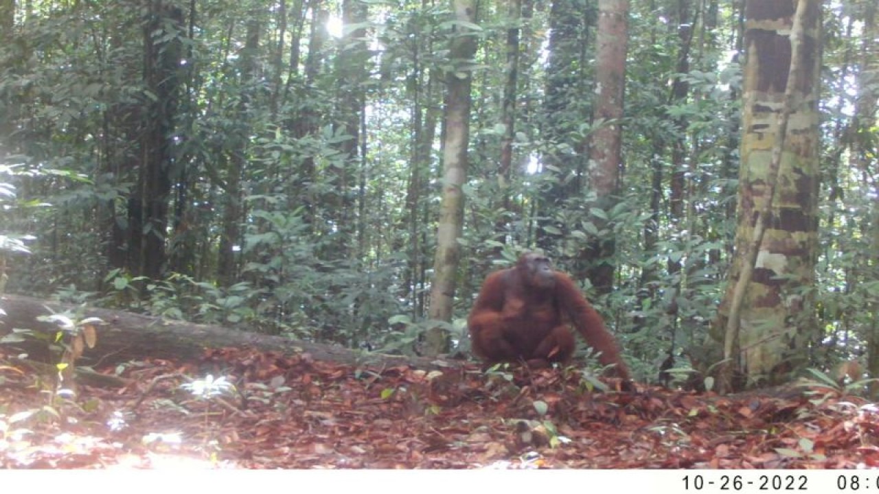 Seekor orangutan tertangkap kamera sedang beraktivitas di Cagar Alam Pararawen, Kabupaten Barito Utara, Provinsi Kalimantan Tengah. (ANTARA/HO-KLHK)