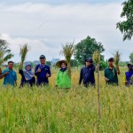 Panen raya di lahan Bekas Tanah Kas Desa (BTKD) Jeruk, Lakarsantri, Kota Pahlawan, Jatim, Rabu (4/1/2022). (ANTARA/HO-Diskominfo Surabaya)-1672908079