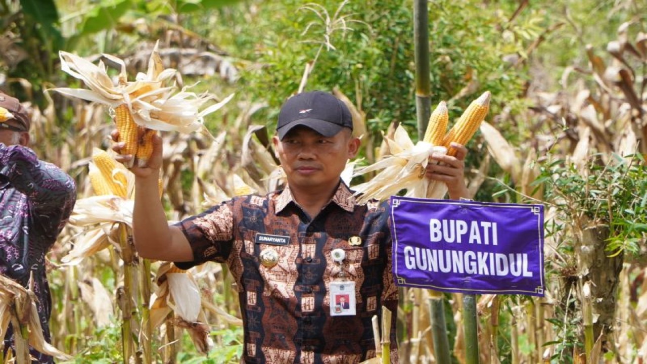 Panen raya jagung di Desa Bunder, Kabupaten Gunungkidul. (ANTARA/HO-Humas Pemkab Gunungkidul)