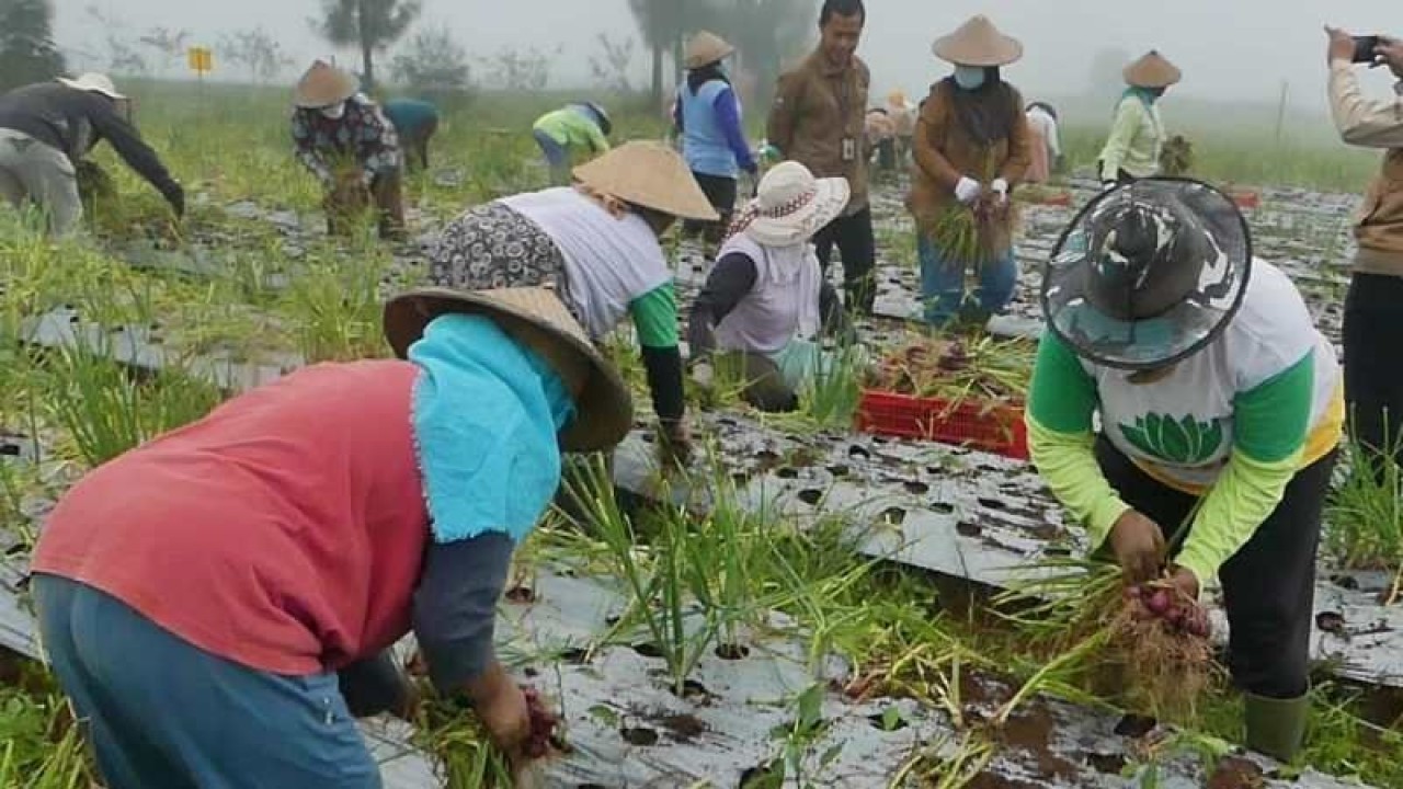 Para petani panen bawang merah dalam program "fppd estatte" di Temanggung. ANTARA/Heru Suyitno