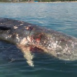 Paus mati di Osaka akan ditenggelamkan di lepas pantai pekan ini-1674018205