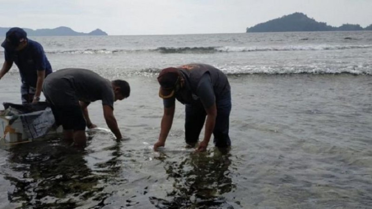 Pelepasliaran benih lobster di habitatnya oleh petugas BKIPM.(ANTARA/ANTARA)