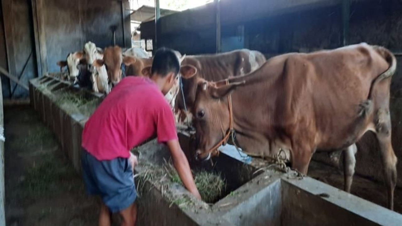 seorang peternak saat memberikan asupan gizi dan membersihkan kandang ternak sapi, di Desa Banyudono Kecamatan Ngemplak Boyolali, Senin (16/1/2023). ANTARA/Bambang Dwi Marwoto.