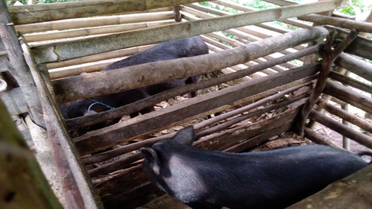 Pemkab Nagekeo mengimbau peternak dan penjaga kandang untuk meningkatkan kewaspadaan terhadap virus ASF dengan rajin membersihkan kandang. (ANTARA/HO-Dokumentasi Pribadi)