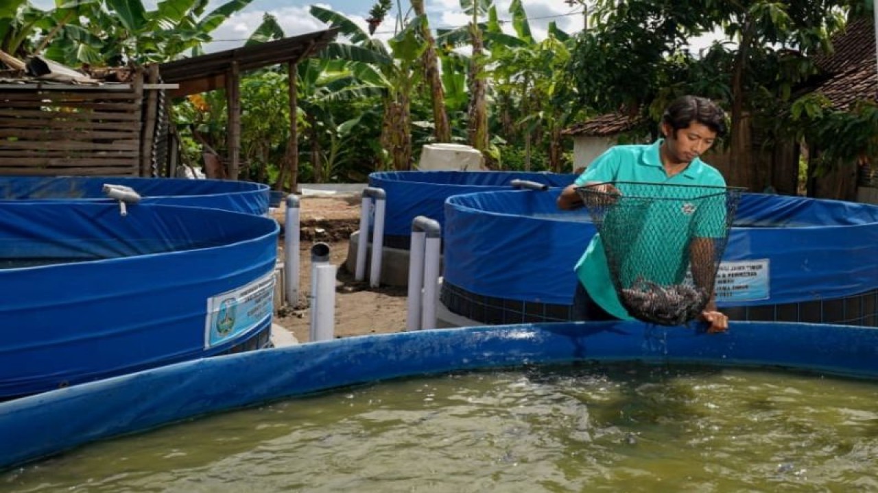 Salah satu penerima bantuan ikan lele, Teguh Prasetyo warga Kelurahan Tawangrejo, Kota Madiun, Jatim melihat kondisi ikan budi dayanya. ANTARA/HO-Diskominfo Kota Madiun