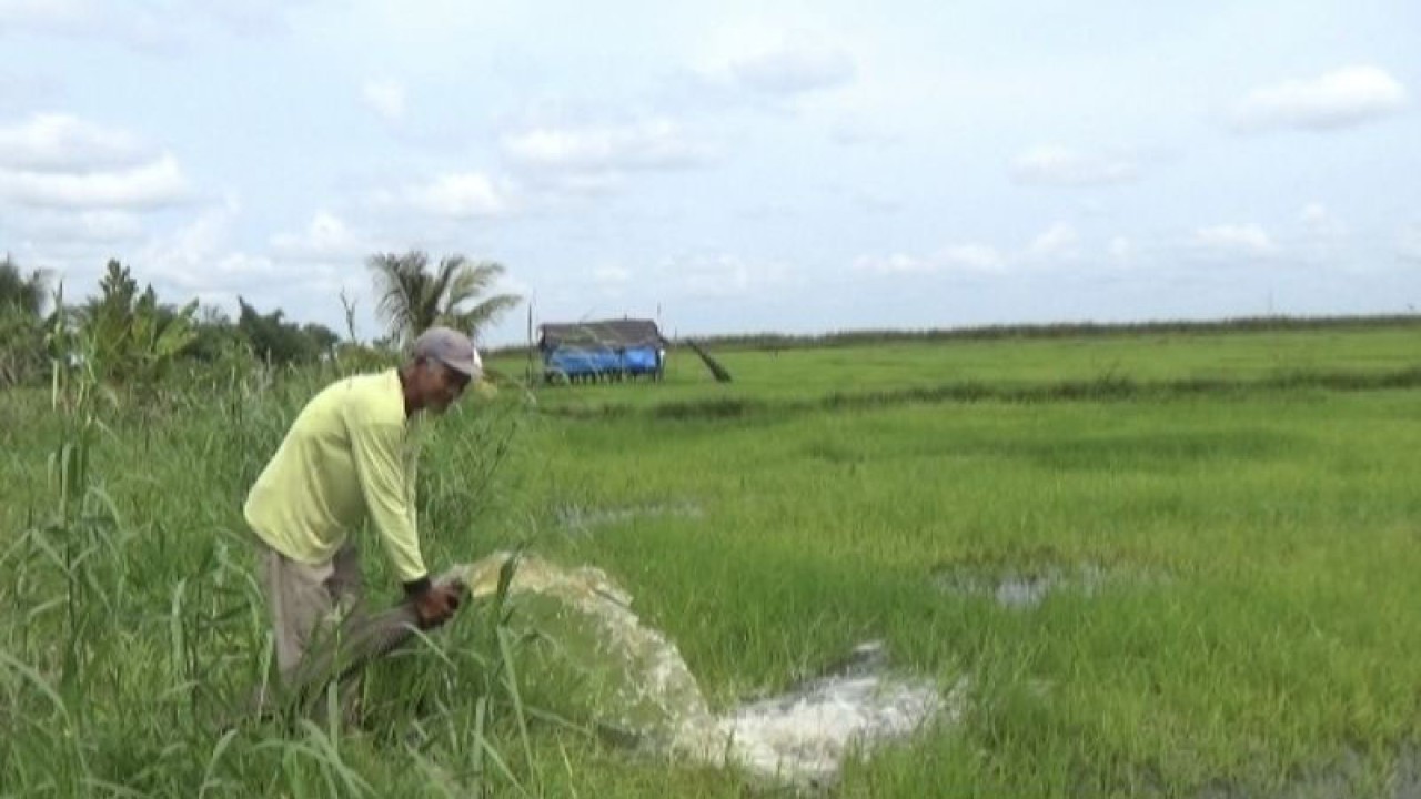 Seorang petani di Kuala Pembuang menggunakan mesin pompa air untuk menyuplai air ke lahannya yang mengalami kekeringan di Kuala Pembuang, Kamis, (19/1/2023). (ANTARA/Radianor)