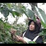 Petani Kopi Gayo. (ANTARA/HO-LPEI)-1674025936