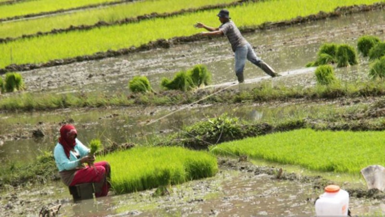 Petani menanam padi di lahan sawah tadah hujan , Desa Lampisang, Lhoknga, Aceh Besar, Aceh, Senin (28/11). (ANTARA FOTO/Ampelsa/nz/16)