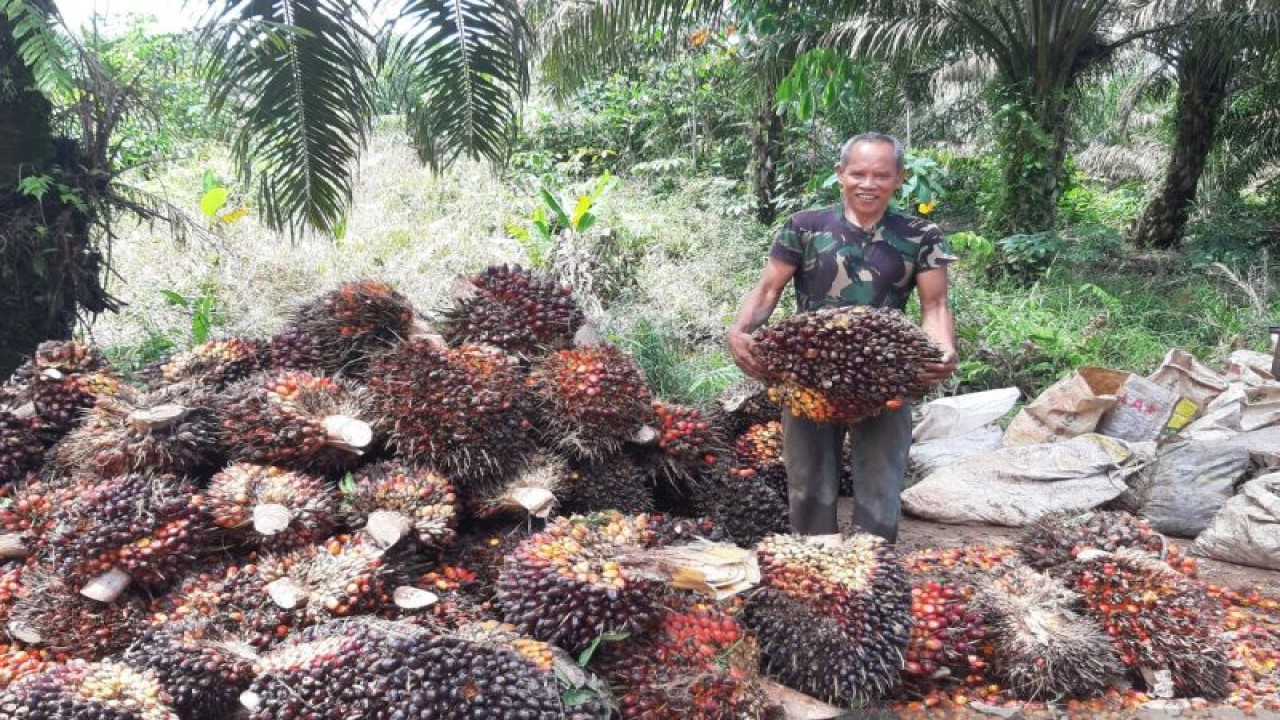 Petani sawit di Kalbar mengangkat TBS sawit (ANTARA/Dedi)