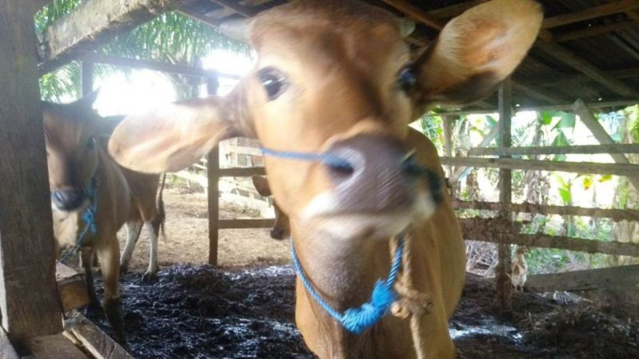 Peternakan sapi di Kecamatan Sepaku, Kabupaten PPU (ANTARA/ M Ghofar)