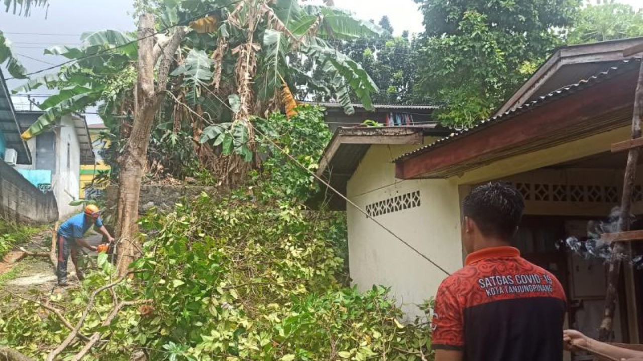 Petugas memotong pohon yang nyaris menimpa rumah warga Jalan Pramuka, Tanjungpinang, Senin. ANTARA/HO BPBD Kepri