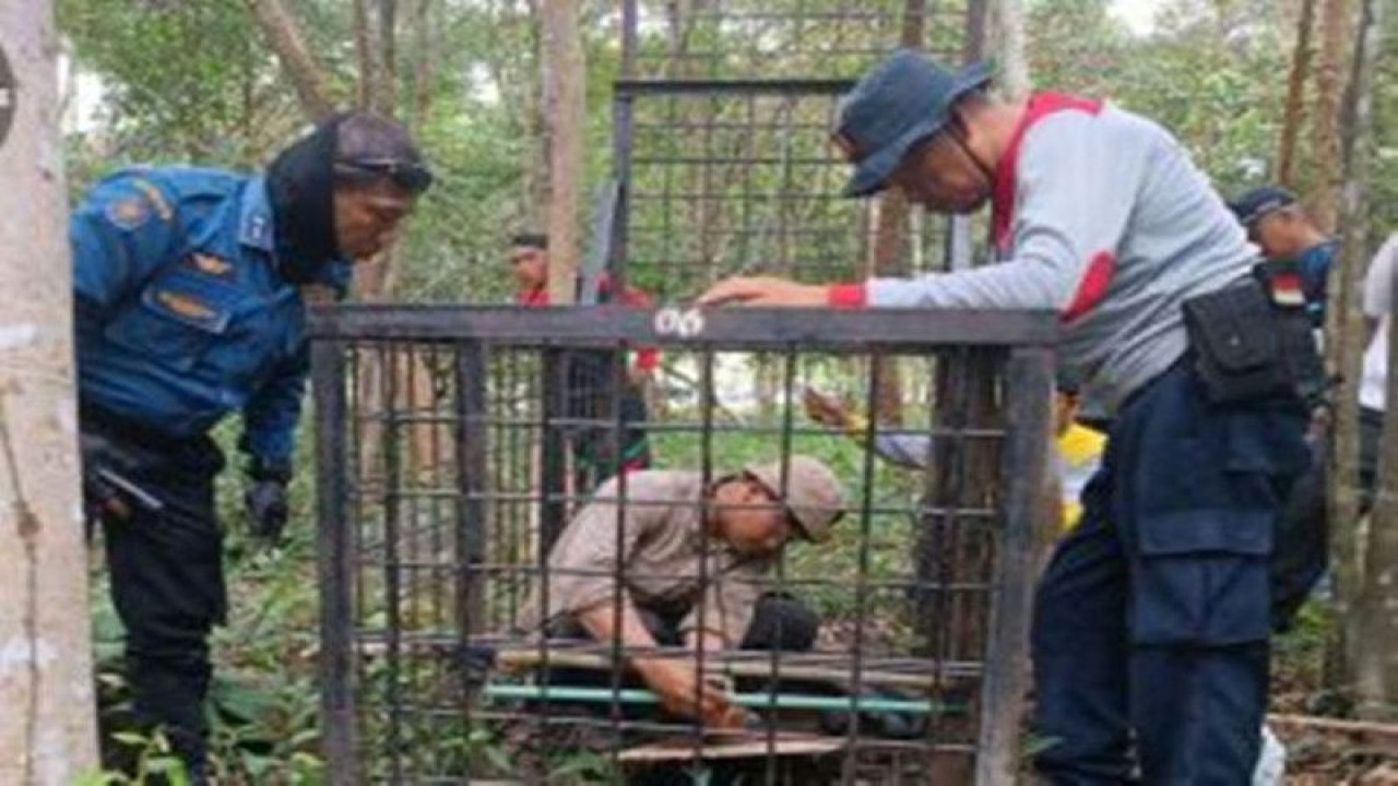 Petugas gabungan melakukan monitoring serta memasang 2 camera trap dan 1 boxtrap :Antara/HO- BBKSDA Riau.