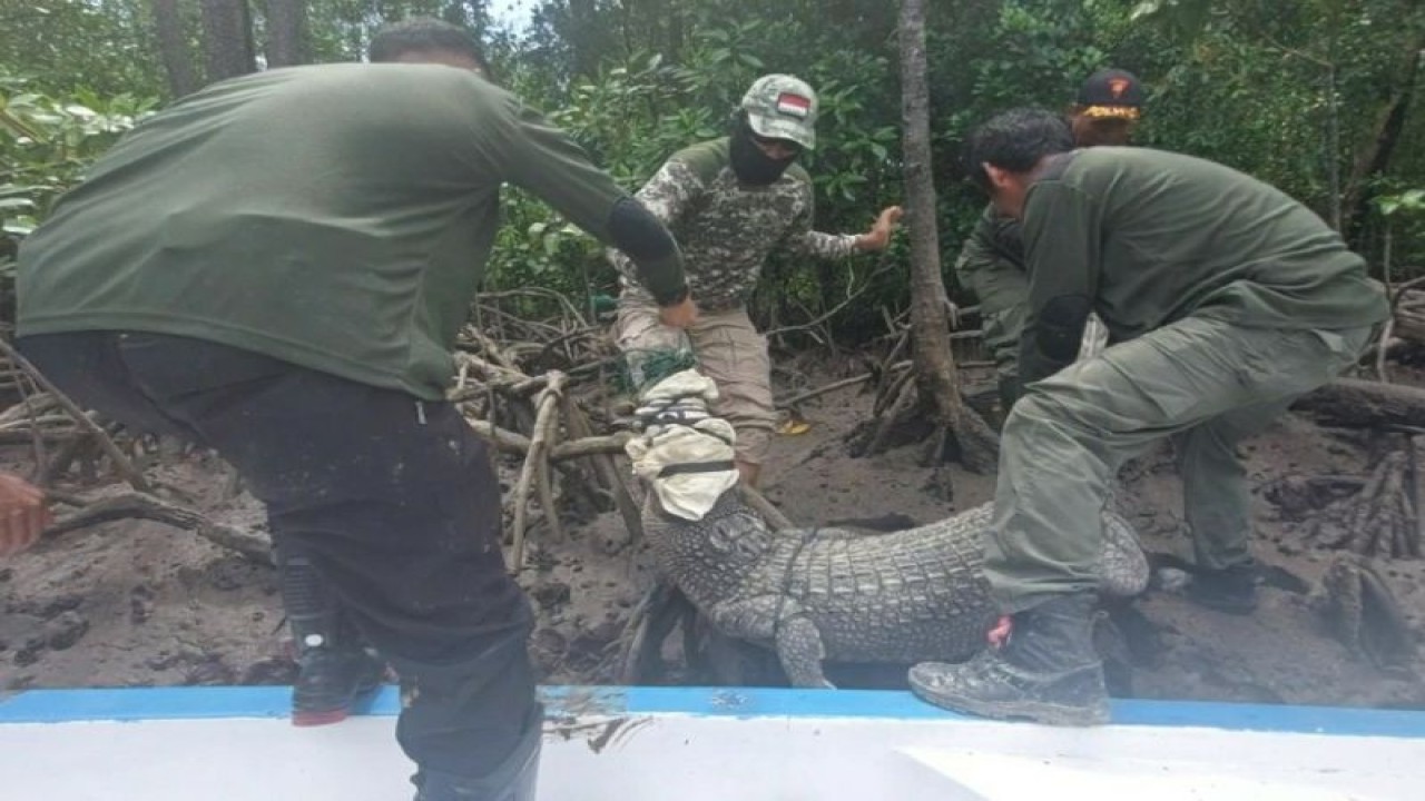 Petugas BKSDA melepaskan buaya muara tangkapan warga di area penangkaran Taman Nasional Rawa Aopa Watumoi di Kabupaten Konawe Selatan, Provinsi Sulawesi Tenggara, Sabtu (31/12/2022). (ANTARA/HO BKSDA Sultra)
