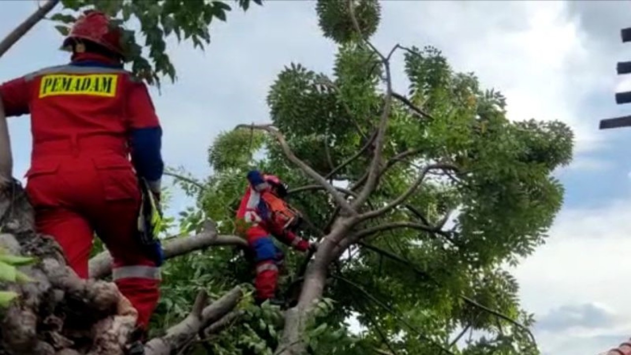 Dua petugas Suku Dinas Penanggulangan Kebakaran dan Penyelamatan (Gulkarmat) Jakarta Timur saat mengevakuasi pohon tumbang yang menimpa rumah warga di Jalan Tebu Gang Resmi RT 12/RW 07 Kelurahan Cakung Barat, Kecamatan Cakung, Jakarta Timur, Minggu (22/1/2023). ANTARA/HO-Sudin Gulkarmat Jakarta Timur
