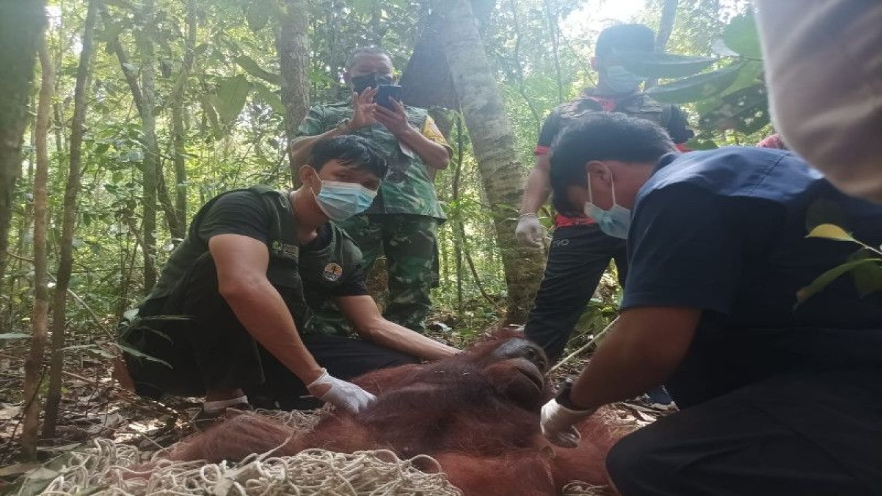 Petugas konservasi mengevakuasi orang utan yang masuk ke kawasan bandara di Kota Pangkalan Bun, Kabupaten Kotawaringin Barat, Provinsi Kalimantan Tengah, Jumat (13/01/2023). ANTARA/HO SKW II BKSDA Kalimantan Tengah)