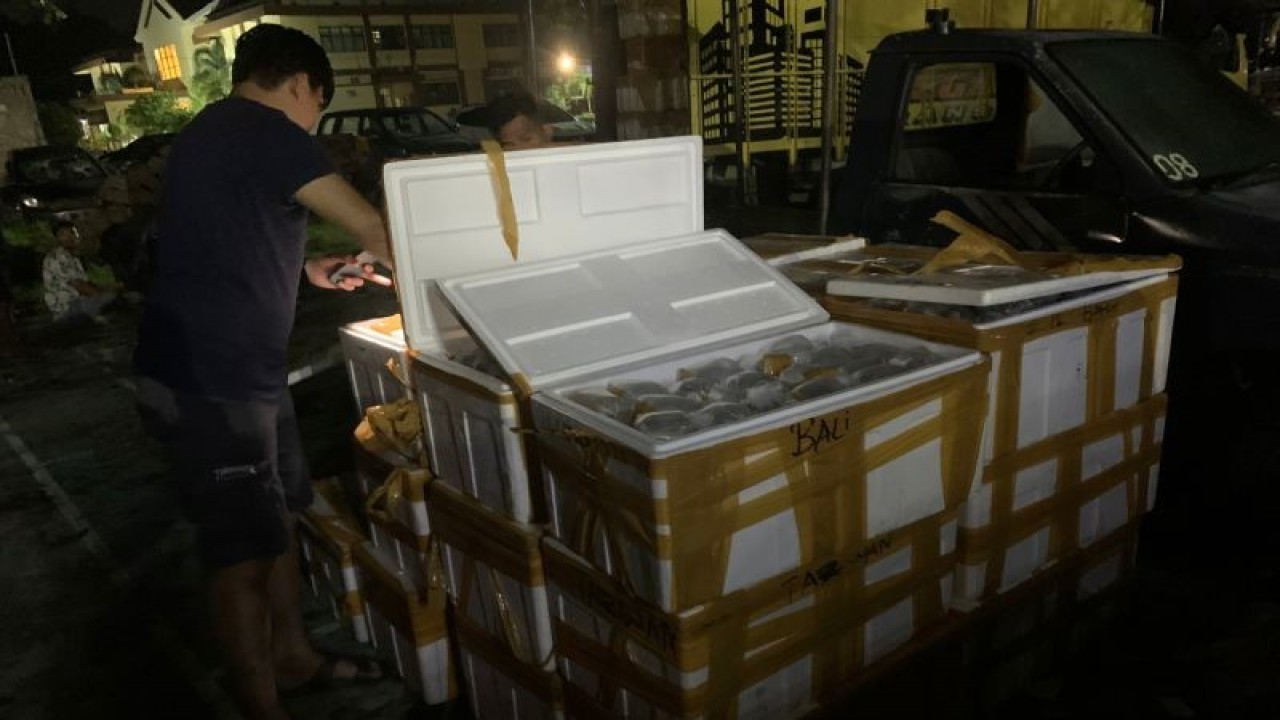 Petugas kepolisian berseragam bebas memeriksa terumbu karang dalam kotak gabus yang terungkap dalam aksi penyelundupan dengan memanfaatkan jasa ekspedisi jalur darat di Kota Bima, NTB, Jumat (19/1/2023). (ANTARA/HO-Polres Bima Kota)