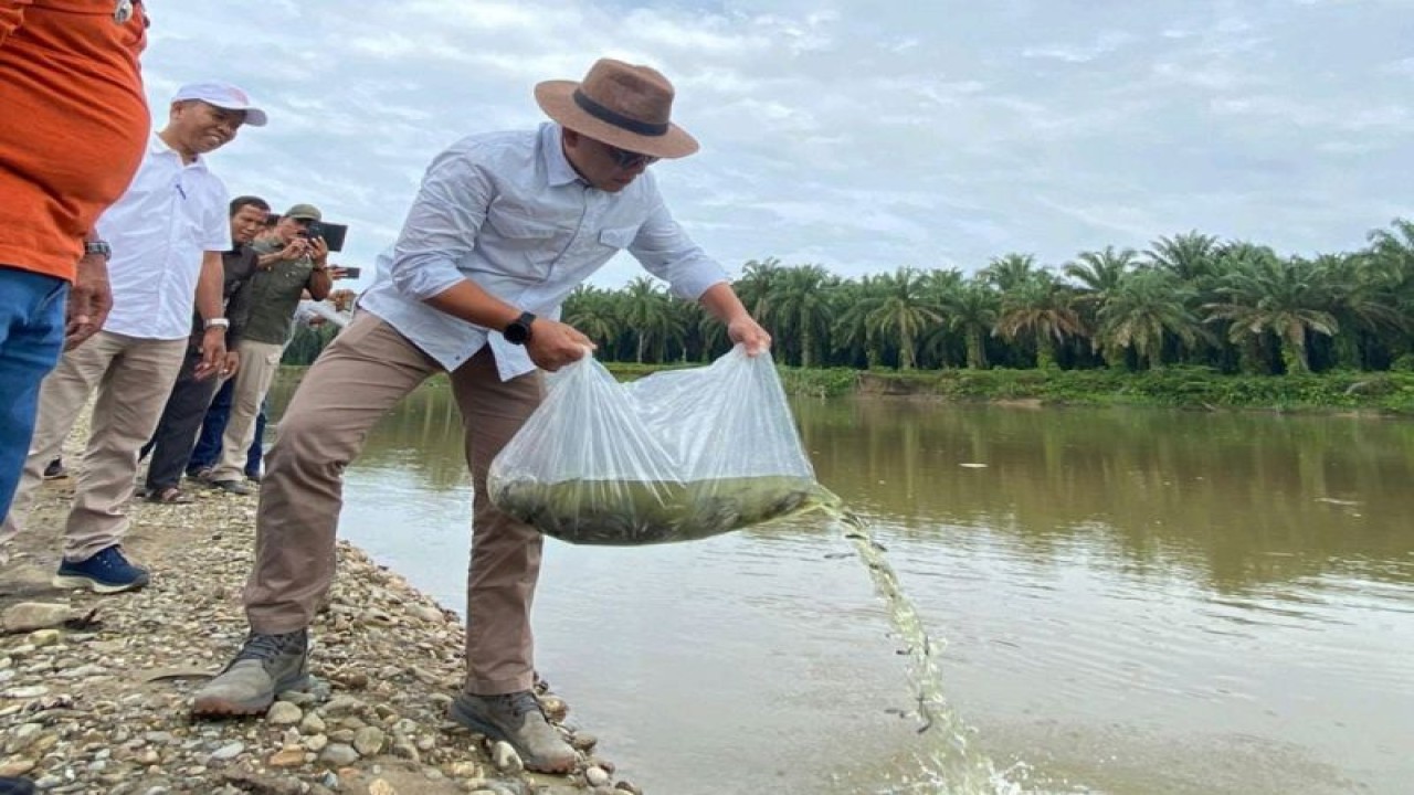 Proses penaburan benih ikan di salah satu sungai di Riau. (ANTARA/dok)