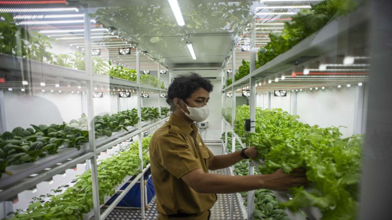Arsip Foto - Petugas merawat tanaman yang dibudidayakan dengan metode container farming di Agro Edukasi Wisata Ragunan, Pasar Minggu, Jakarta Selatan, Selasa (12/10/2021). Dinas Ketahanan Pangan, Kelautan, dan Pertanian (KPKP) DKI Jakarta mengembangkan budidaya tanaman pertanian tanpa tanah dengan menggunakan sinar UV di dalam kontainer yang bertujuan sebagai media alternatif untuk bercocok tanam di Jakarta. ANTARA FOTO/Aprillio Akbar