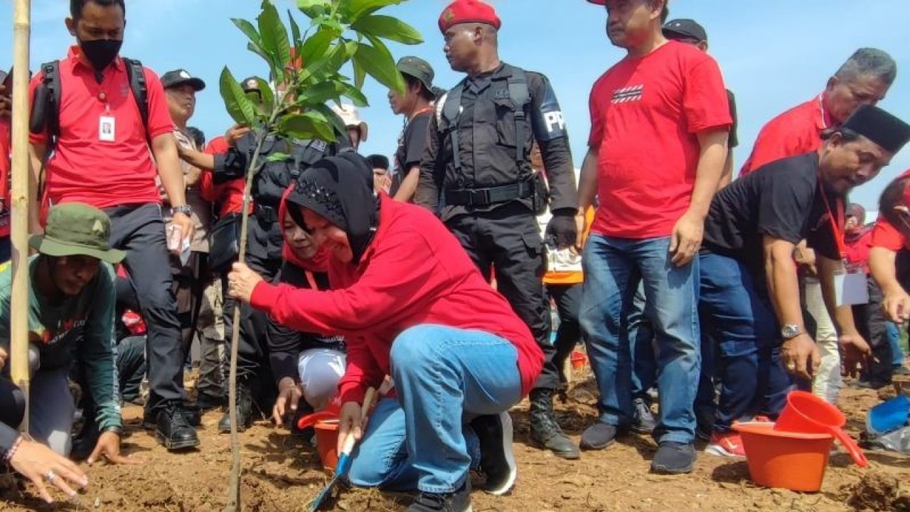 Ketua DPP PDI Perjuangan (PDIP) yang juga Menteri Sosial Tri Rismaharini saat menanam pohon dalam kegiatan Penghijauan Nasional yang diinisiasi oleh Ketua Umum PDIP Megawati Soekarnoputri di tepi Sungai Kalimalang, Desa Lambang Sari, Tambun Selatan, Bekasi, Jawa Barat, Minggu (15/1/2023). ANTARA/Syaiful Hakim
