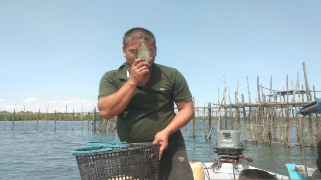 Salah satu nelayan Belakangpadang sedang mencium ikan dingkis hasil tangkapan dari kelong miliknya. (ANTARA/Yude)