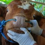 sapi-1674048067