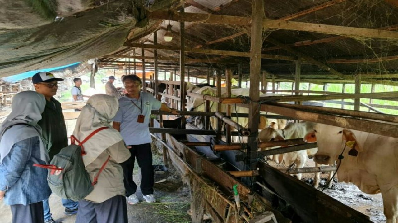 Tim dari berbagai pihak saat melakukan pendampingan bisnis ternak sapi di Kecamatan Babulu, Kabupaten PPU, pada Januari 2023. (Antara / HO dokumentasi pribadi)