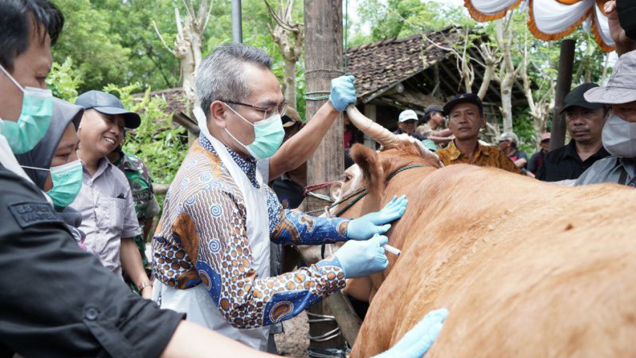 Bupati Bantul Abdul Halim Muslih saat melakukan vaksinasi PMK pada ternak sapi di Kelompok Ternak 45 Depok Desa Parangtritis, Kabupaten Bantul, DIY, Sabtu (28/1/2023) (ANTARA/Hery Sidik)