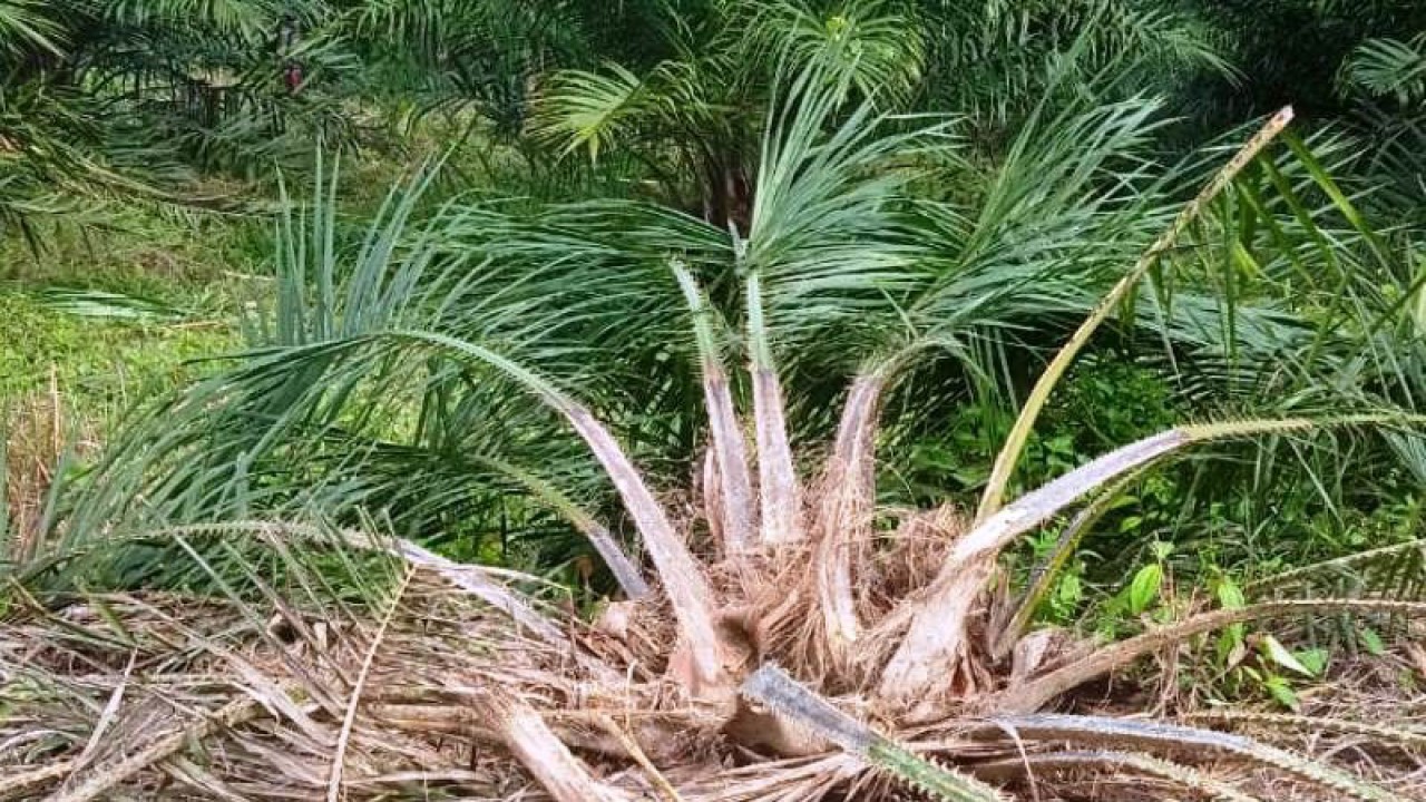 Tanaman kelapa sawit milik petani di Desa Seumantok, Kecamatan Pante Ceureumen, Kabupaten Aceh Barat, rusak akibat diobrak-abrik kawanan gajah liar, Jumat (27/1/2023) sore. (ANTARA/HO)