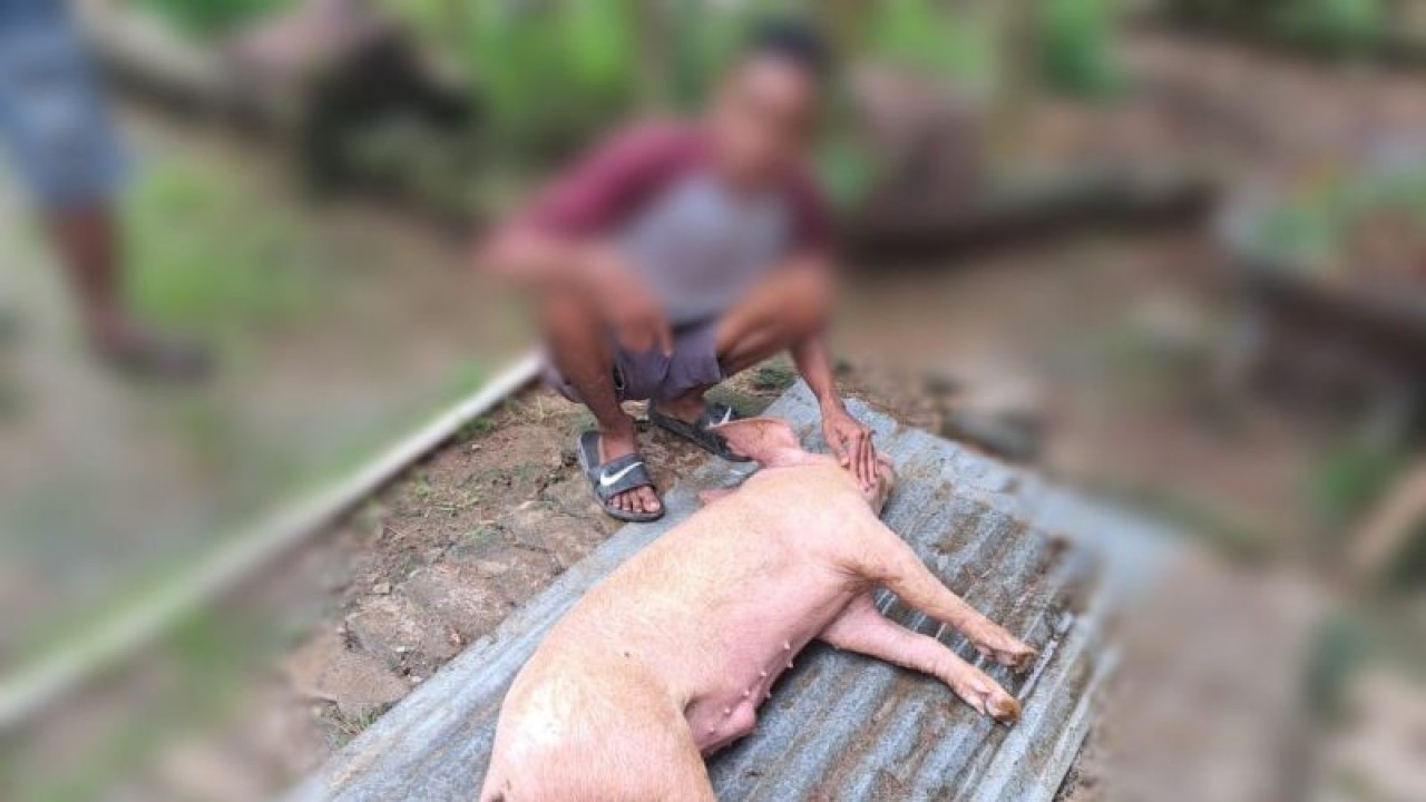 Seekor babi mati di Kota Kupang. ANTARA/Bernadus Tokan