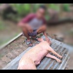 Seekor babi mati di Kota Kupang. ANTARA/Bernadus Tokan-1674457756