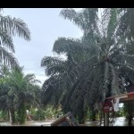 Sejumlah bangunan rumah warga Kecamatan Air Rami, Kabupaten Mukomuko terendam banjir, Sabtu (1/10/2022) ANTARA/HO.-1673598460