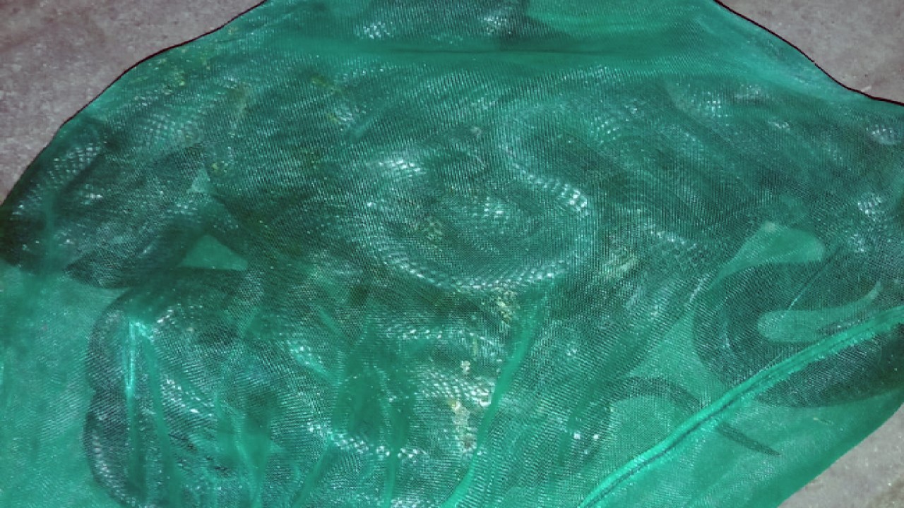 Sekarung ular kobra yang dilempar ke rumah Wahidin Halim.