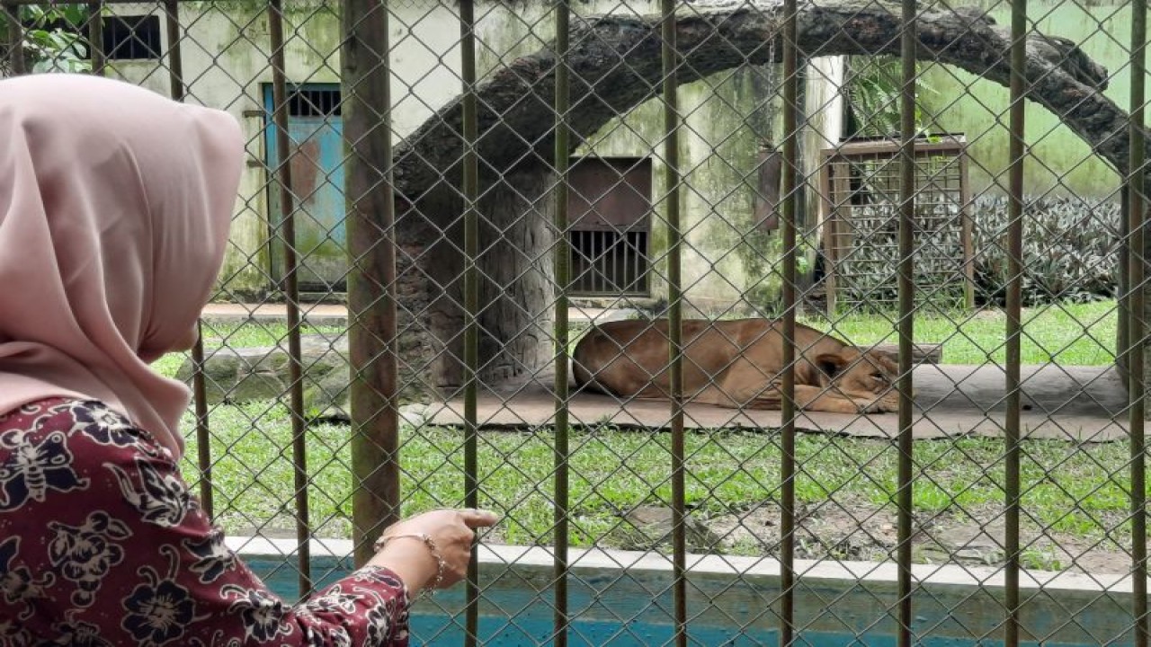 Satwa singa yang ada di kebun binatang Taman Rimba Jambi. (ANTARA/Nanang Mairiadi)