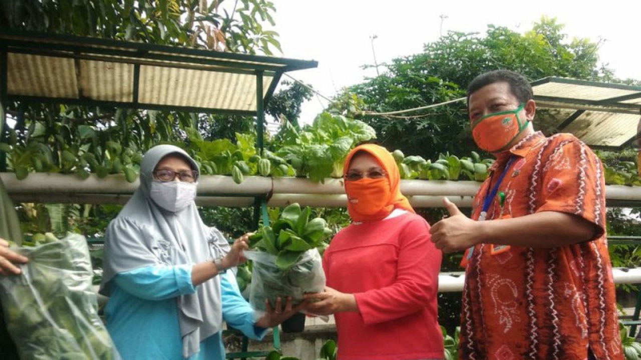 Arsip Foto - Anggota DPD RI Sylviana Murni bersama Sudin LH Jakarta Pusat memanen sayur hidroponik di RW 03 Cempaka Putih Timur, Kamis (28/5/2020). (ANTARA/HO/-Kominfotik Jakarta Pusat)