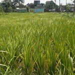 Tanaman padi milik petani di Desa Gemel, Kecamatan Jonggat, Kabupaten Lombok Tengah, NTB, yang terkena penyakit kresek. ANTARA/Akhyar-1672641957