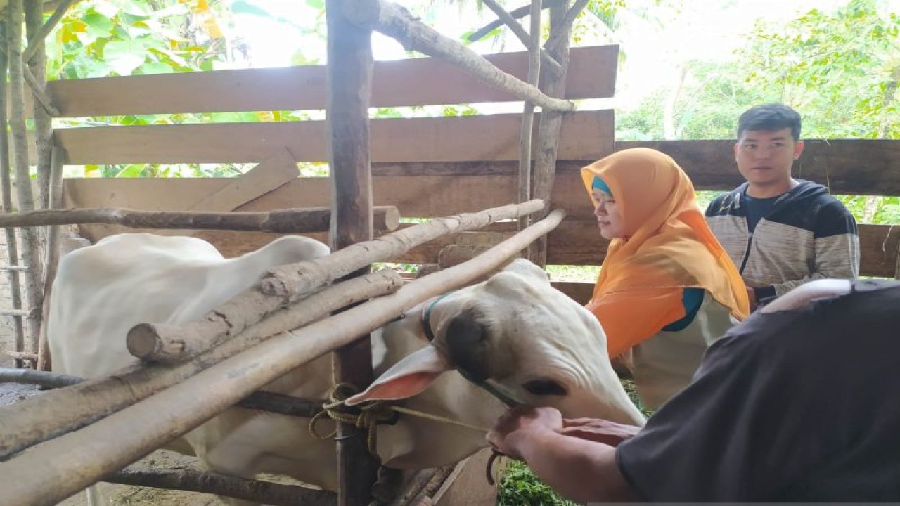 Tim Satgas dari Diskannak Kabupaten OKU memberikan suntikan vaksin anti PMK dosis kedua kepada hewan ternak sapi milik masyarakat di daerah itu. (ANTARA/Edo Purmana/23)