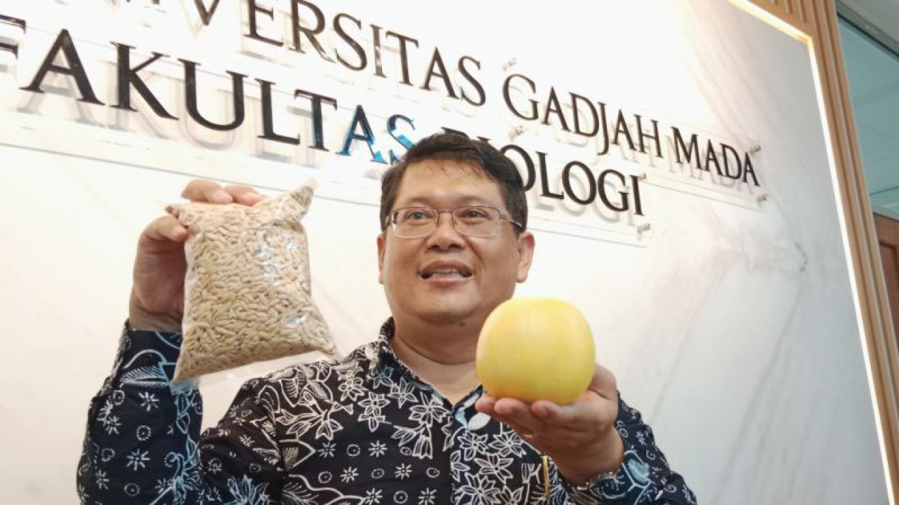 Dekan Fakultas Biologi Universitas Gadjah Mada (UGM) Prof Budi Setiadi Daryono menunjukkan "baby melon hikapel" saat konferensi pers di Fakultas Biologi, UGM, Yogyakarta, Senin (9/1/2023). (FOTO ANTARA/Luqman Hakim)