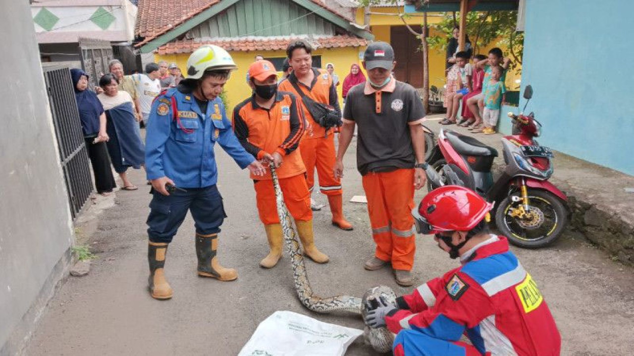 Petugas Gulkarmat Sektor Cipayung mengevakuasi ular sanca sepanjang 3,5 meter di Jalan Pangkalan, Gang Beringin V RT 011/RW 004, Kelurahan Pondok Rangon, Kecamatan Cipayung, Jakarta Timur, Selasa (17/1/2023). ANTARA/HO-Instagram Dinas Penanggulangan Kebakaran dan Penyelamatan DKI Jakarta