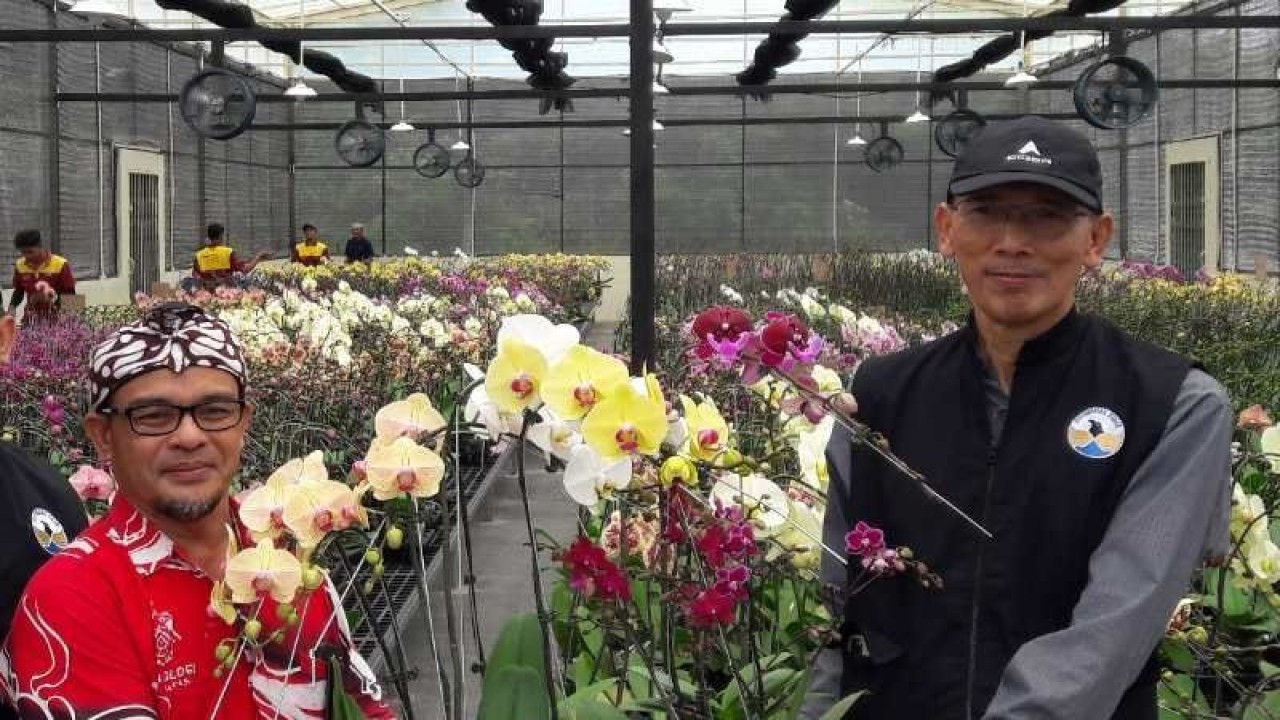 Rektor Untidar Prof. Dr. Sugiyarto, M.Si (kiri) dan mantan Rektor Universitas Tidar Prof. Dr. Ir. Mukh Arifin, M.Sc melakukan panen perdana tanaman anggrek di Kledung Research Park Untidar di Kabupaten Temanggung. ANTARA/Heru Suyitno