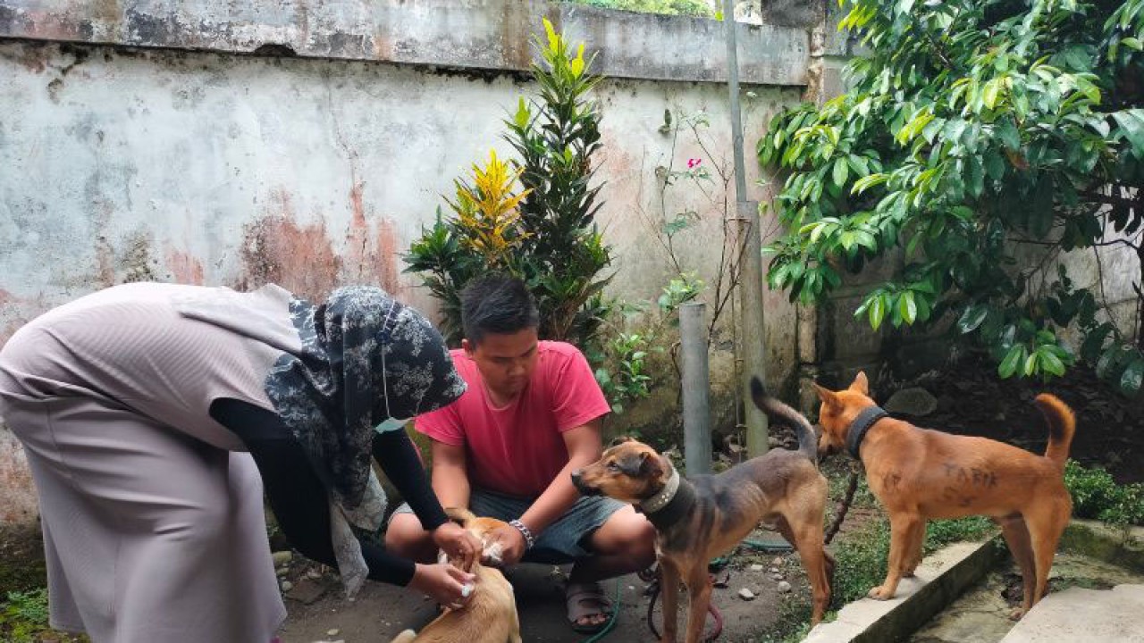 Arsip Foto. Petugas memberikan suntikan vaksin anti-rabies pada anjing. (ANTARA)