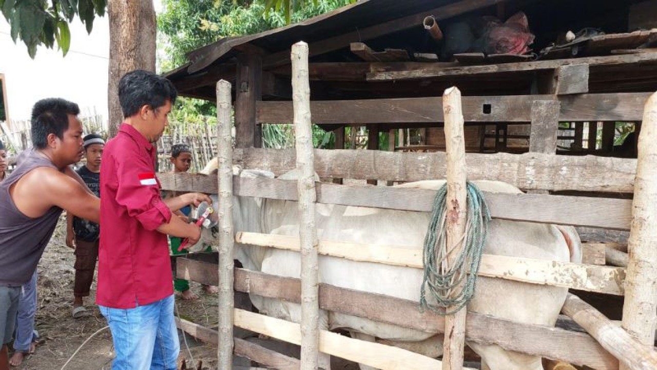 Petugas Dinas Peternakan dan Kesehatan Hewan sedang melakukan vaksinasi Penyakit Mulut dan Kuku (PMK) terhadap hewan ternak milik warga di Kabupaten Parigi Moutong, Sabtu (28/1/2023). ANTARA/Moh Ridwan