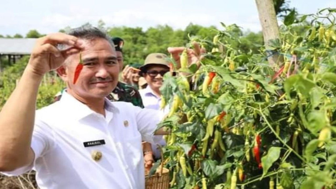 Wali Kota Tarakan Khairul melakukan panen cabai rawit di kawasan perkebunan kunak, Tarakan, Rabu (11/1). ANTARA/HO-Humas Pemkot Tarakan.